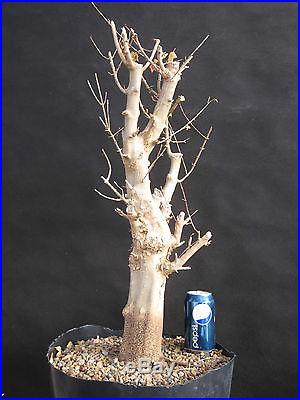 Trident Maple Bonsai 26 tall 3.5 trunk PENNY START & NO RESERVE