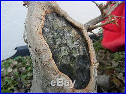 Trident Maple Bonsai! Fat trunk tree Good Nebari Will make a Great Shohin