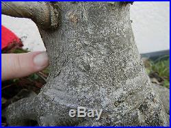 Trident Maple Bonsai! Fat trunk tree Good Nebari Will make a Great Shohin
