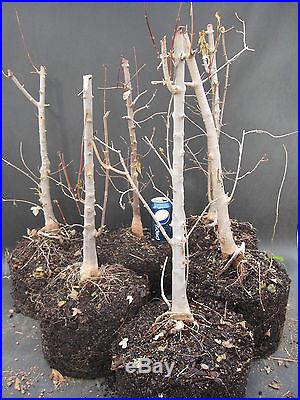 Trident Maple Bonsai Stock Trees