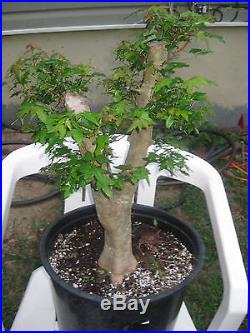 Trident Maple Bonsai Tree specimen stock