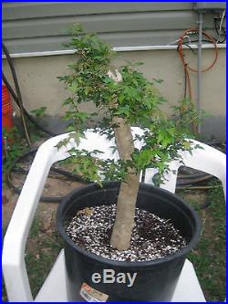Trident Maple Bonsai Tree specimen stock
