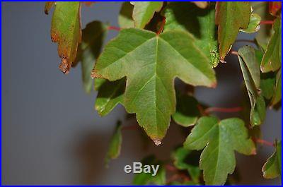 Trident Maple Pre Bonsai, Acer Buergerianum, For Bonsai Tree