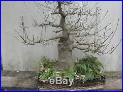 Trident Maple Pre Bonsai Mature Old Tree (no Pot, Free Shipping)