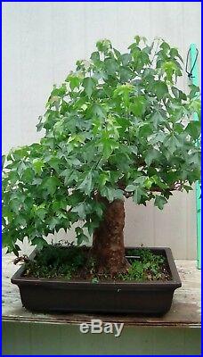 Trident Maple Pre Bonsai Mature Old Tree (no Pot, Free Shipping)
