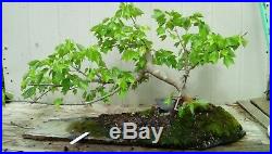 Trident Maple Pre Bonsai On Rock Slab Mature Old Tree (no Slab, Free Shipping)