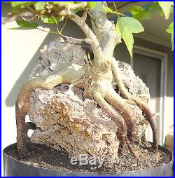 Trident Maple Root Over Rock Stone Pre Bonsai Kifu Big Trunk
