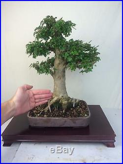 Trident Maple Specimen Bonsai Tree 6 Nebari! Japanese Pot Show Quality
