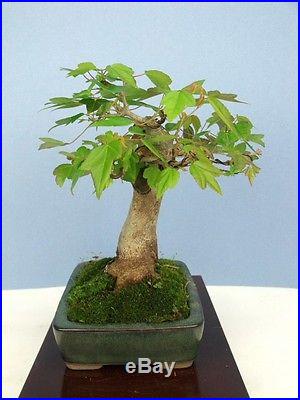 Trident Maple Specimen Shohin Bonsai Tree Amazing! Not a Japanese Import