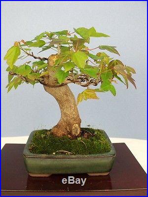 Trident Maple Specimen Shohin Bonsai Tree Amazing! Not a Japanese Import