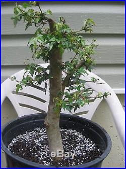 Trident Maple Tree Bonsai Stock