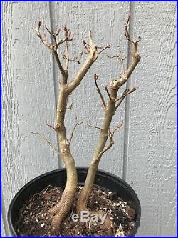 Trident Maple Tree Mother Daughter Style Pre Bonsai Stock #4