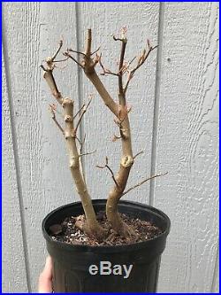 Trident Maple Tree Mother Daughter Style Pre Bonsai Stock #4