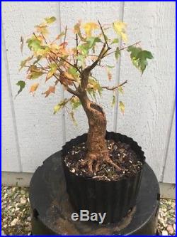Trident Maple Tree Pre Bonsai Stock