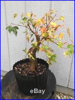 Trident Maple Tree Pre Bonsai Stock