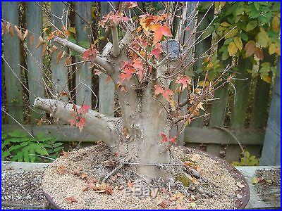 Trident Maple advanced bonsai stock