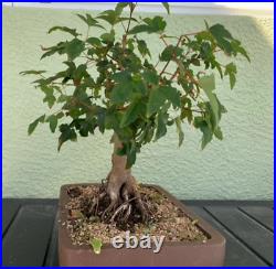 Trident Maple bonsai 12 inches tall 3.5 inch nebari
