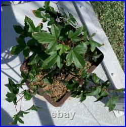 Trident Maple bonsai 12 inches tall 3.5 inch nebari