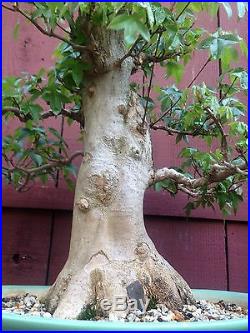 Trident Maple bonsai specimen