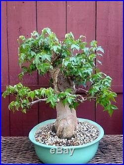 Trident Maple bonsai specimen