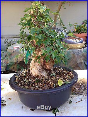 Trident Maple massive Bonsai Impressive very nice in years to come nr