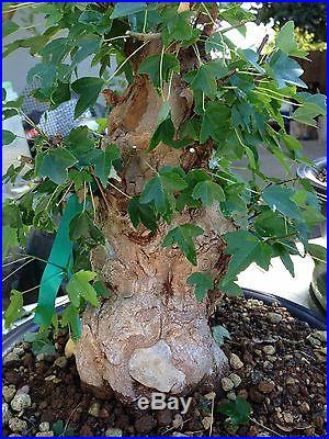Trident Maple massive Bonsai Impressive very nice in years to come nr