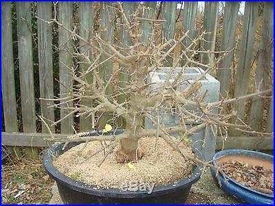 Trident maple NINGPOENSE bonsai stock rare air layer