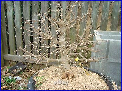 Trident maple NINGPOENSE bonsai stock rare air layer