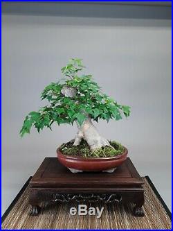 Trident maple bonsai