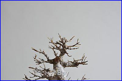 Trident maple bonsai shohin no reserve