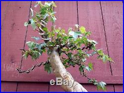 Trident maple bonsai specimen