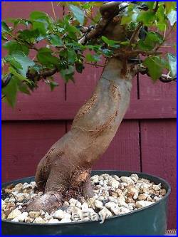 Trident maple bonsai specimen