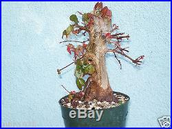 Trident maple bonsai stock(5tri917)Nice trunk, shohin size