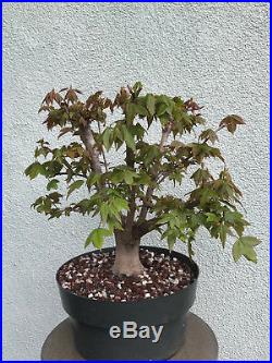Trident maple bonsai stock(8tri316st)Broom style, nice trunk