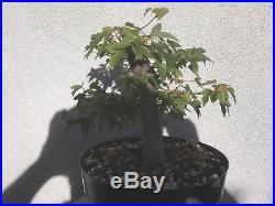 Trident maple bonsai stock(8tri611)Nice taper, branching, possible shohin