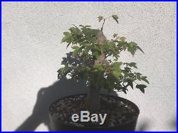 Trident maple bonsai stock(8tri611)Nice taper, branching, possible shohin