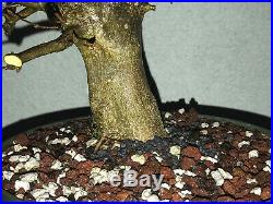 Trident maple bonsai stock(9tri220st)Nice movement, branching, flare