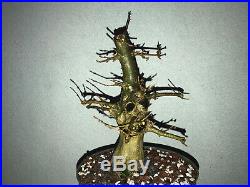 Trident maple bonsai stock(9tri220st)Nice movement, branching, flare
