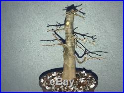 Trident maple bonsai stock(9tri35st)Nice straight trunk, shohin size tree