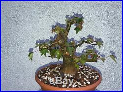 Trident maple bonsai stock(9tri524st)Nice size, movement, shohin