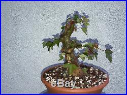 Trident maple bonsai stock(9tri524st)Nice size, movement, shohin