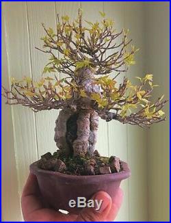 Trident maple bonsai tree Base of the tree 2 1/2 inchesTrunk 1 3/4