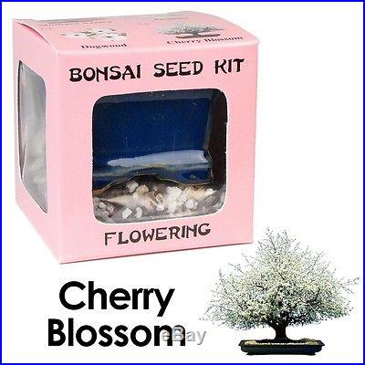 UNIQUE BONSAI Seed Kit FLOWERING Cherry Blossom PERFECT GIFT Special Sales