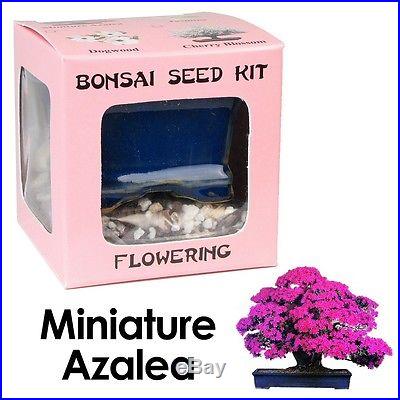 UNIQUE BONSAI Seed Kit FLOWERING Miniature Azalea PERFECT GIFT Special Sales