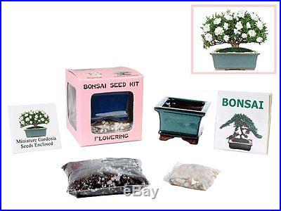 UNIQUE BONSAI Seed Kit FLOWERING Miniature Gardenia PERFECT GIFT Special Sales