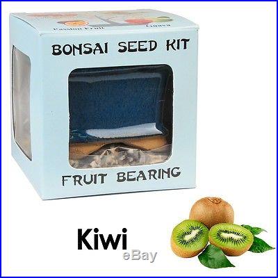 UNIQUE BONSAI Seed Kit FRUIT BEARING Kiwi PERFECT GIFT Special Sales