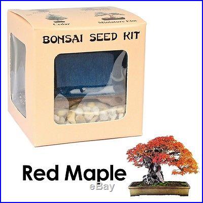 UNIQUE BONSAI Seed Kit Red Maple PERFECT GIFT Special Sales