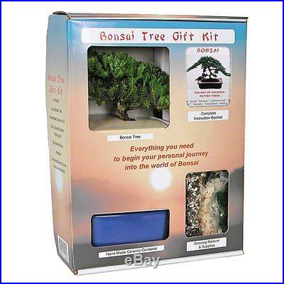 UNIQUE BONSAI Tree Starter Kit Gift Kit PERFECT GIFT eBay Special