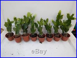 U Pick Any 8 Christmas Cactus/Schlumbergera Plants 35 Varieties to Choose From