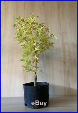 Unusual Japanese Maple Yellow & Apricot Trunk Pre Bonsai Thick Trunk Small Leaf